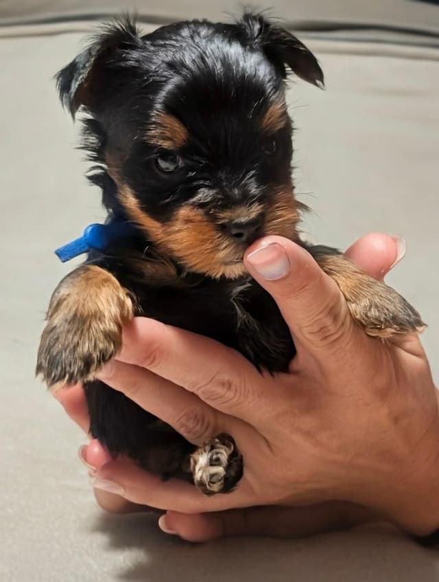 Yorkshire Terrier Puppies media 10
