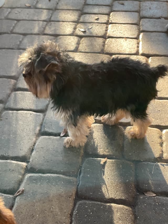 Yorkshire Terrier Puppies media 13
