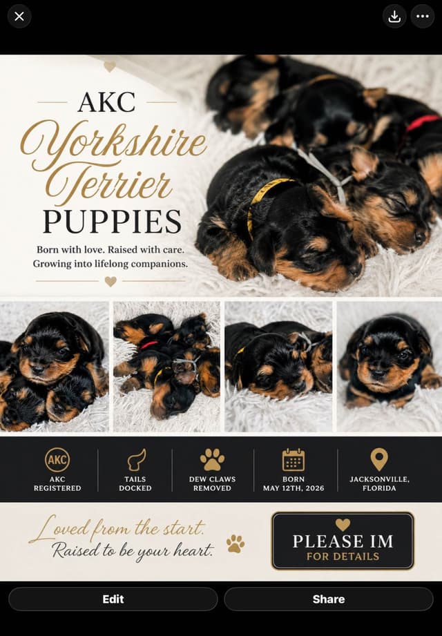 Yorkshire Terrier Puppies media 15