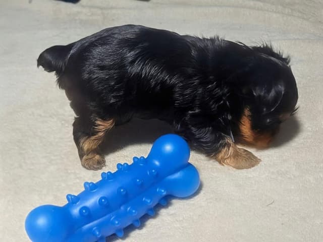 Yorkshire Terrier Puppies media 16