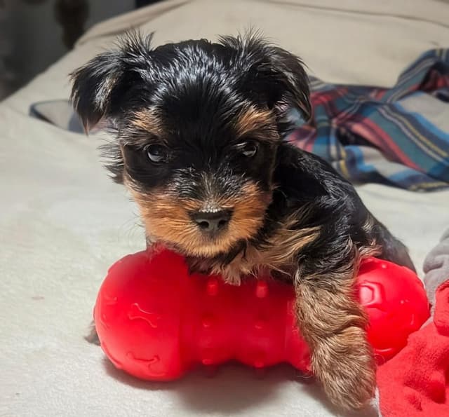 Yorkshire Terrier Puppies media 17