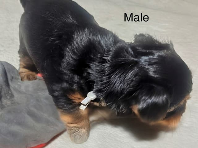Yorkshire Terrier Puppies media 18