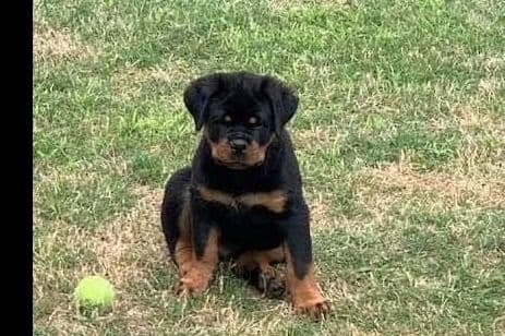 Rottweiler Puppies breeder image 7