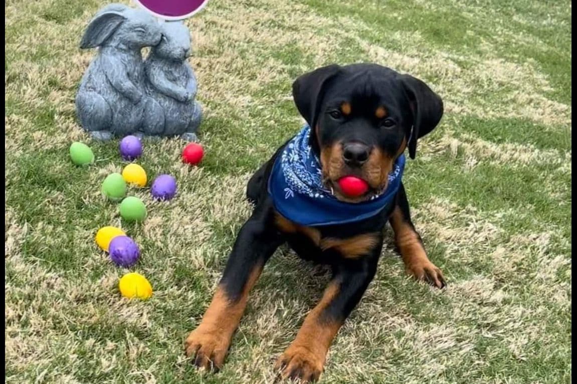 Rottweiler Puppies breeder image 8