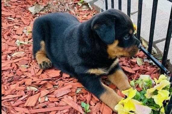 Rottweiler Puppies breeder image 9