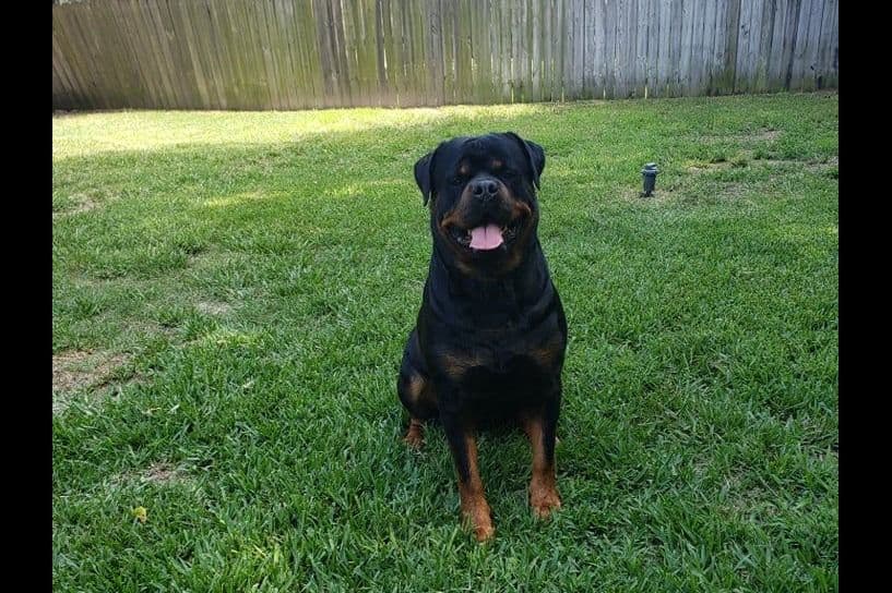 Rottweiler Puppies breeder image 1