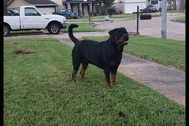 Rottweiler Puppies breeder image 11