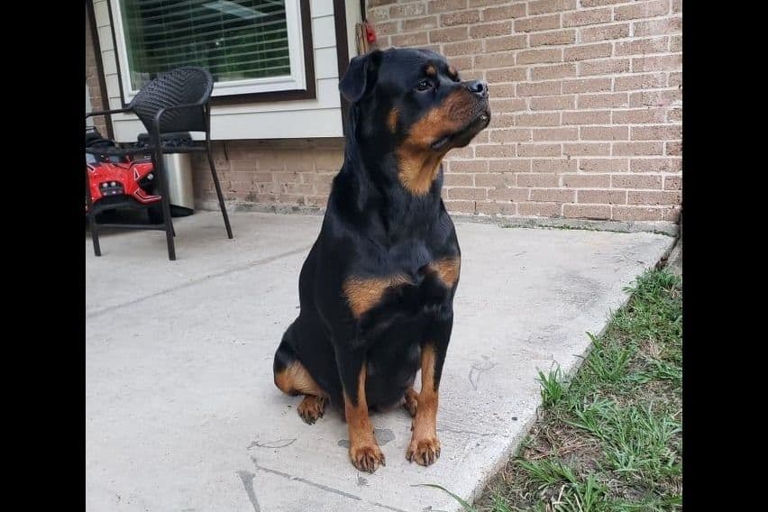 Rottweiler Puppies breeder image 12