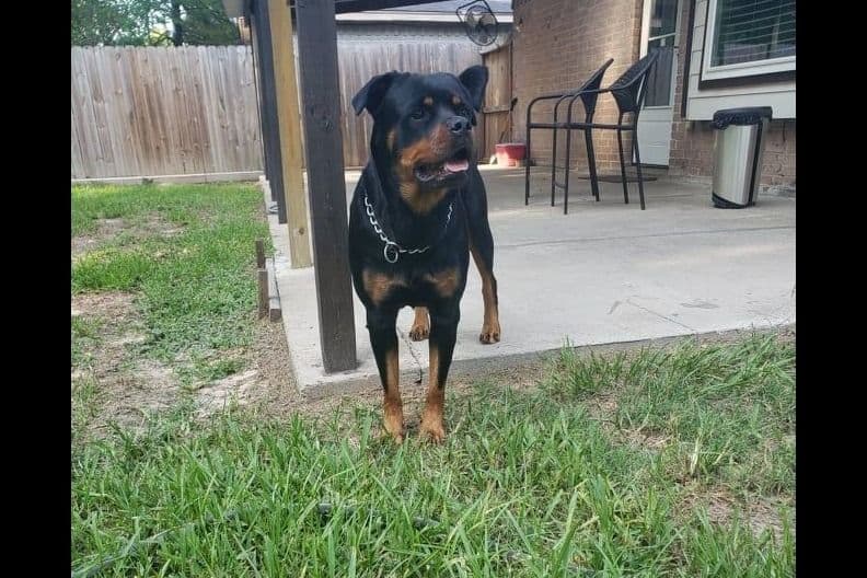 Rottweiler Puppies breeder image 13