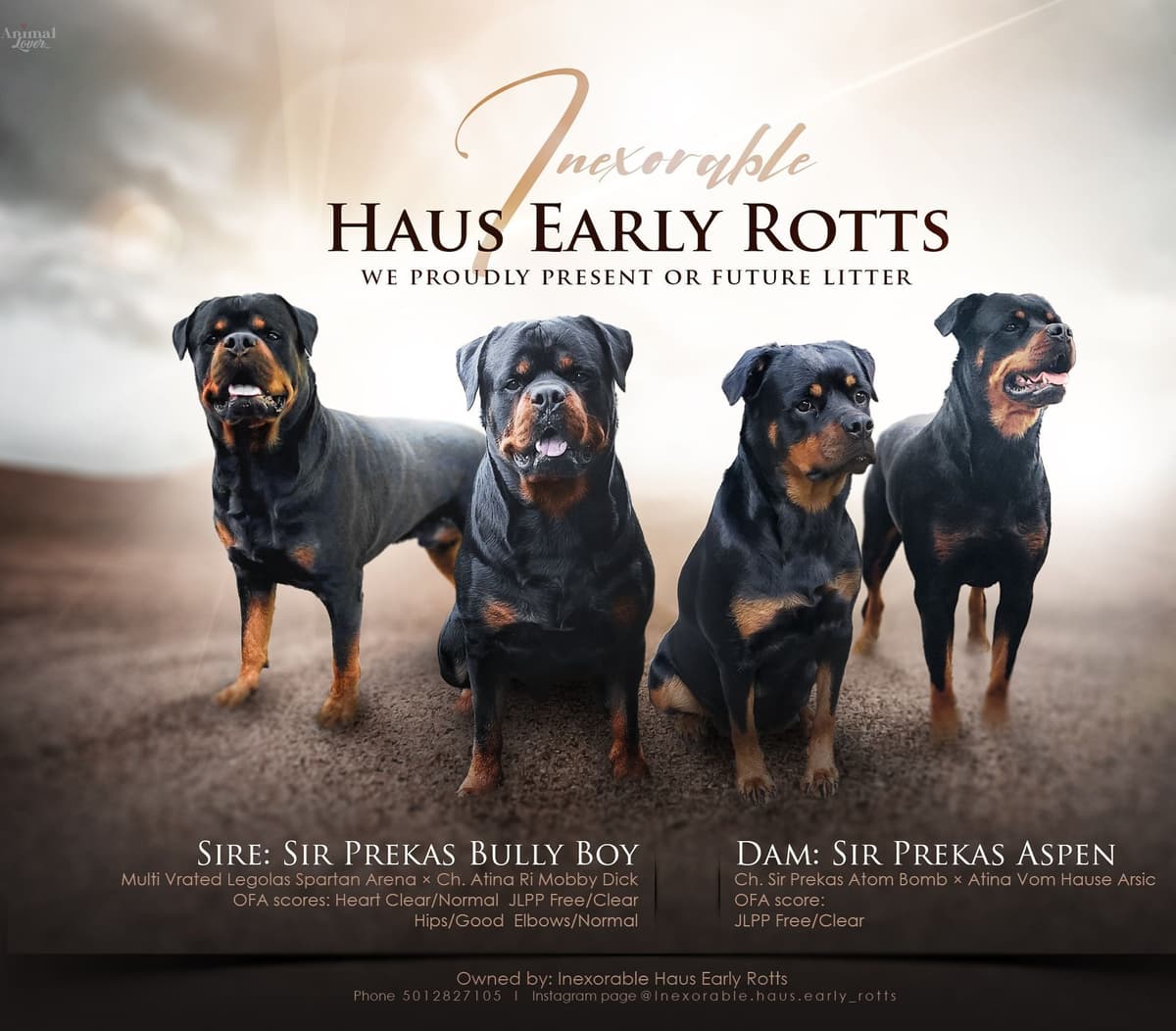 Rottweiler Puppies breeder image 14