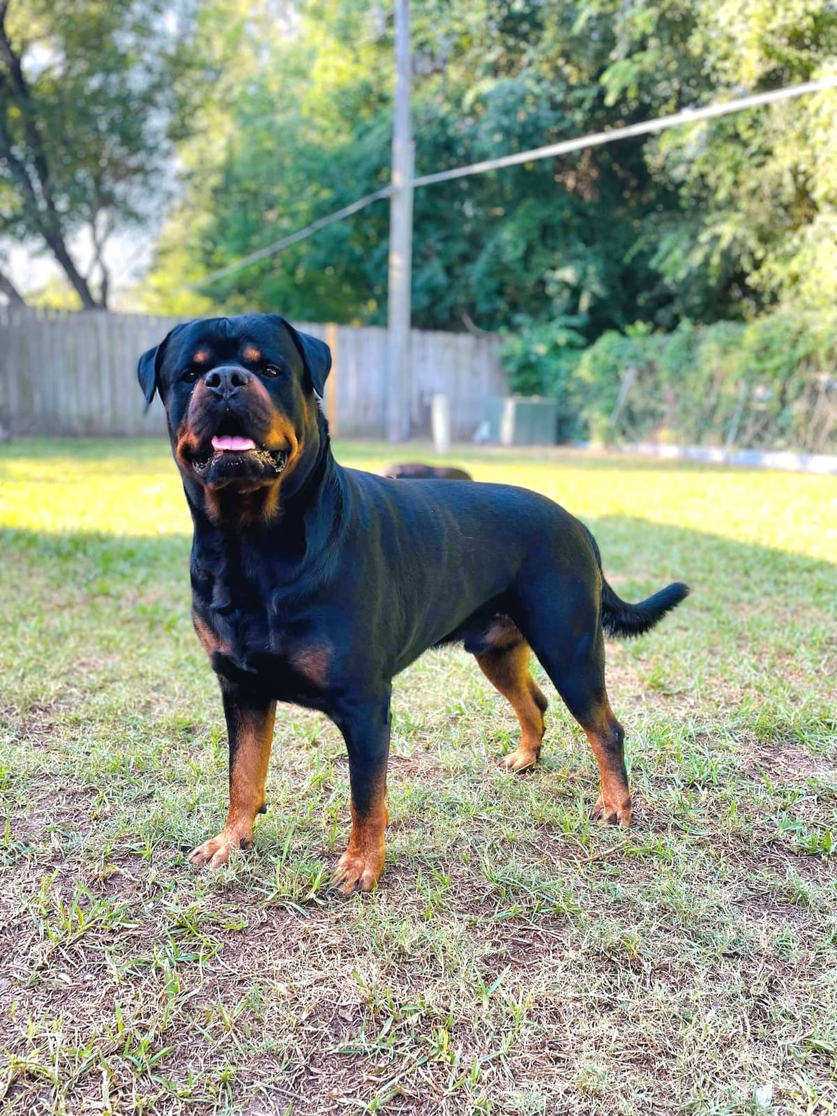 Rottweiler Puppies breeder image 15