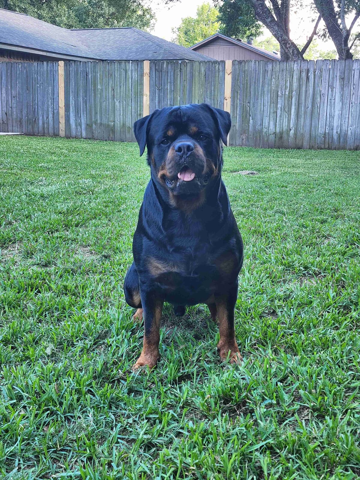 Rottweiler Puppies breeder image 16