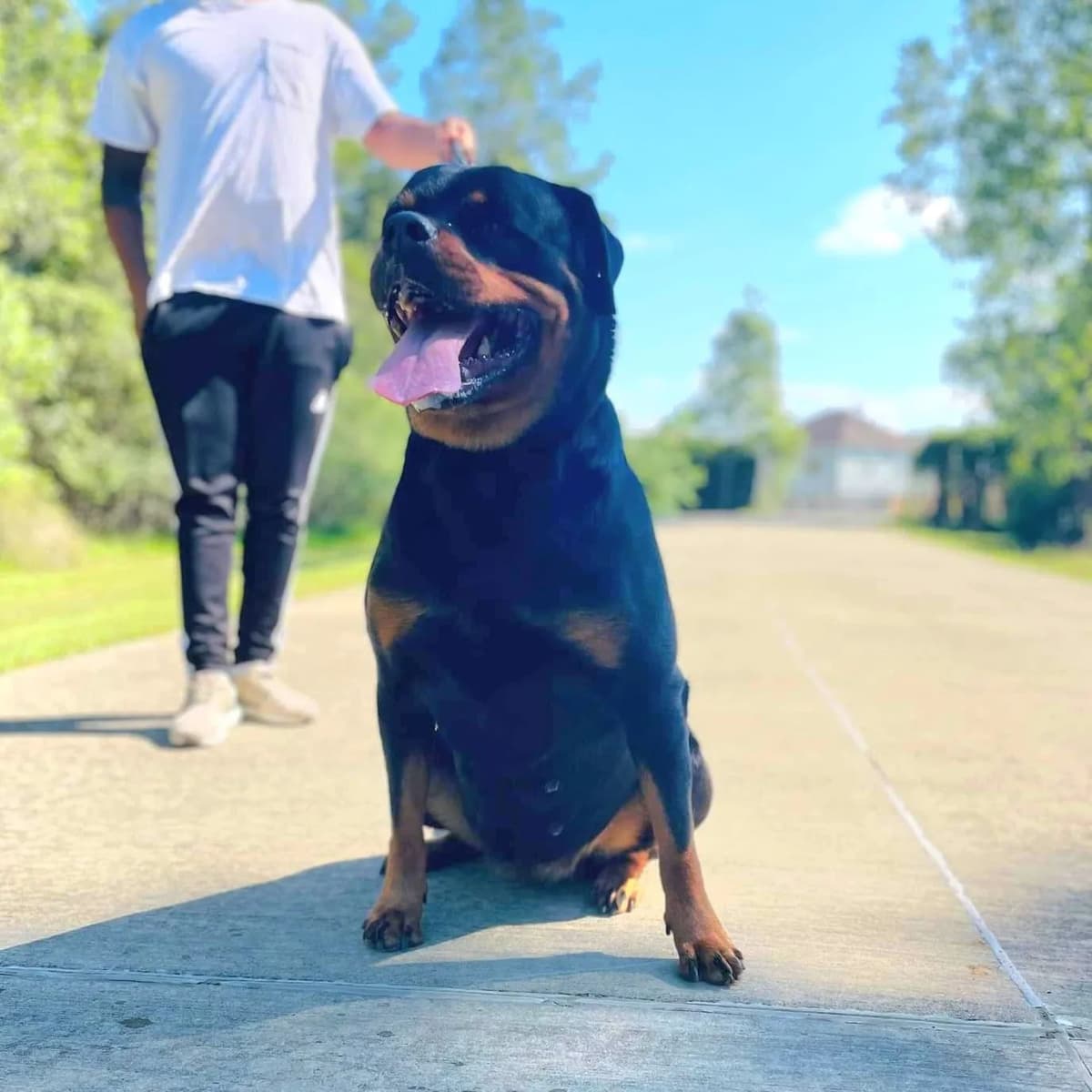 Rottweiler Puppies breeder image 18