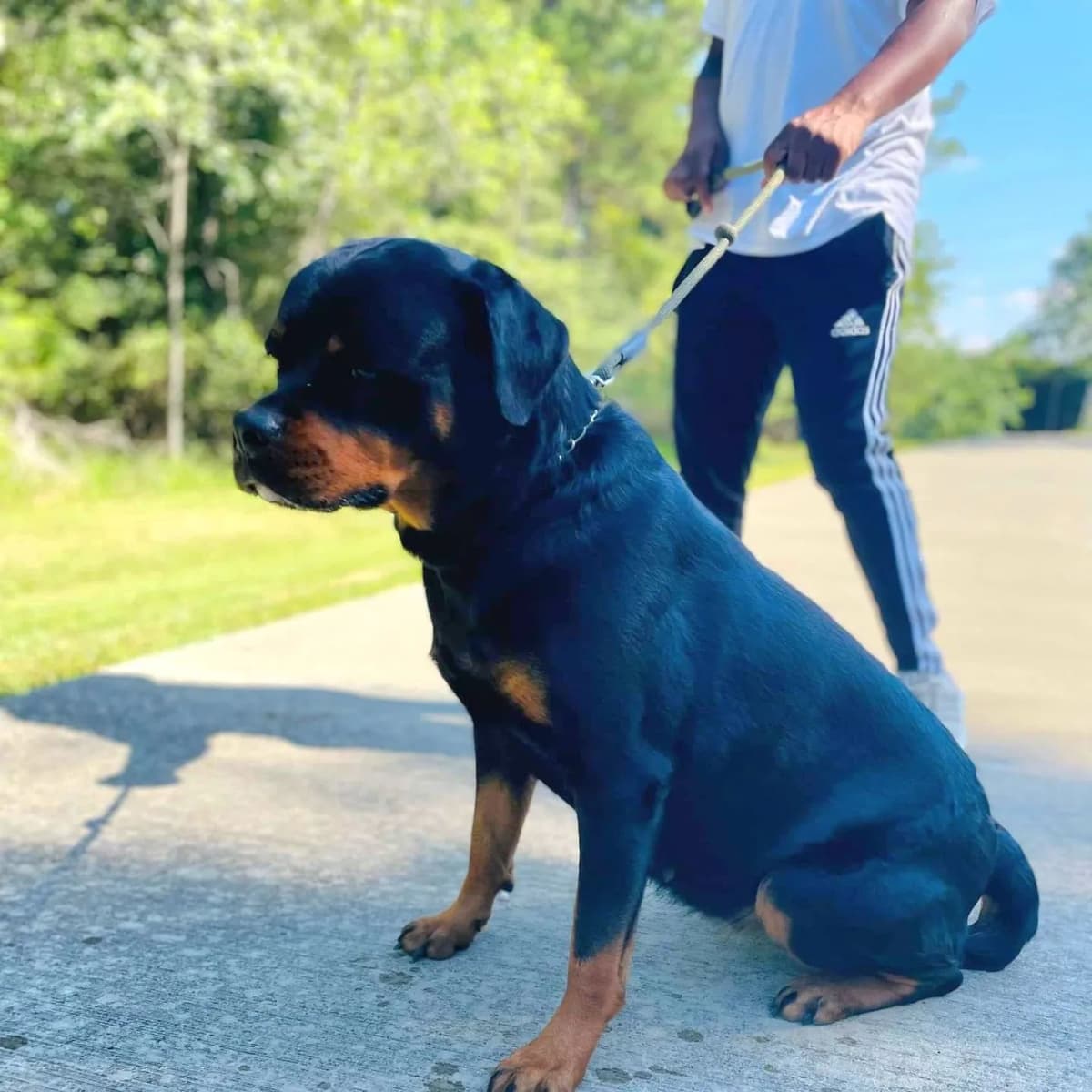 Rottweiler Puppies breeder image 19