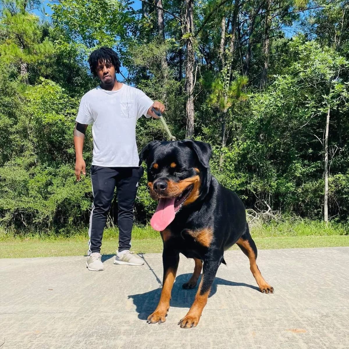 Rottweiler Puppies breeder image 20