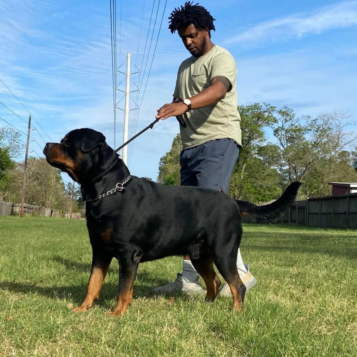 Rottweiler Puppies breeder image 21