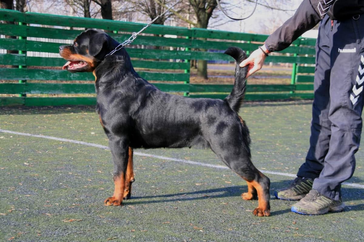 Rottweiler Puppies breeder image 22