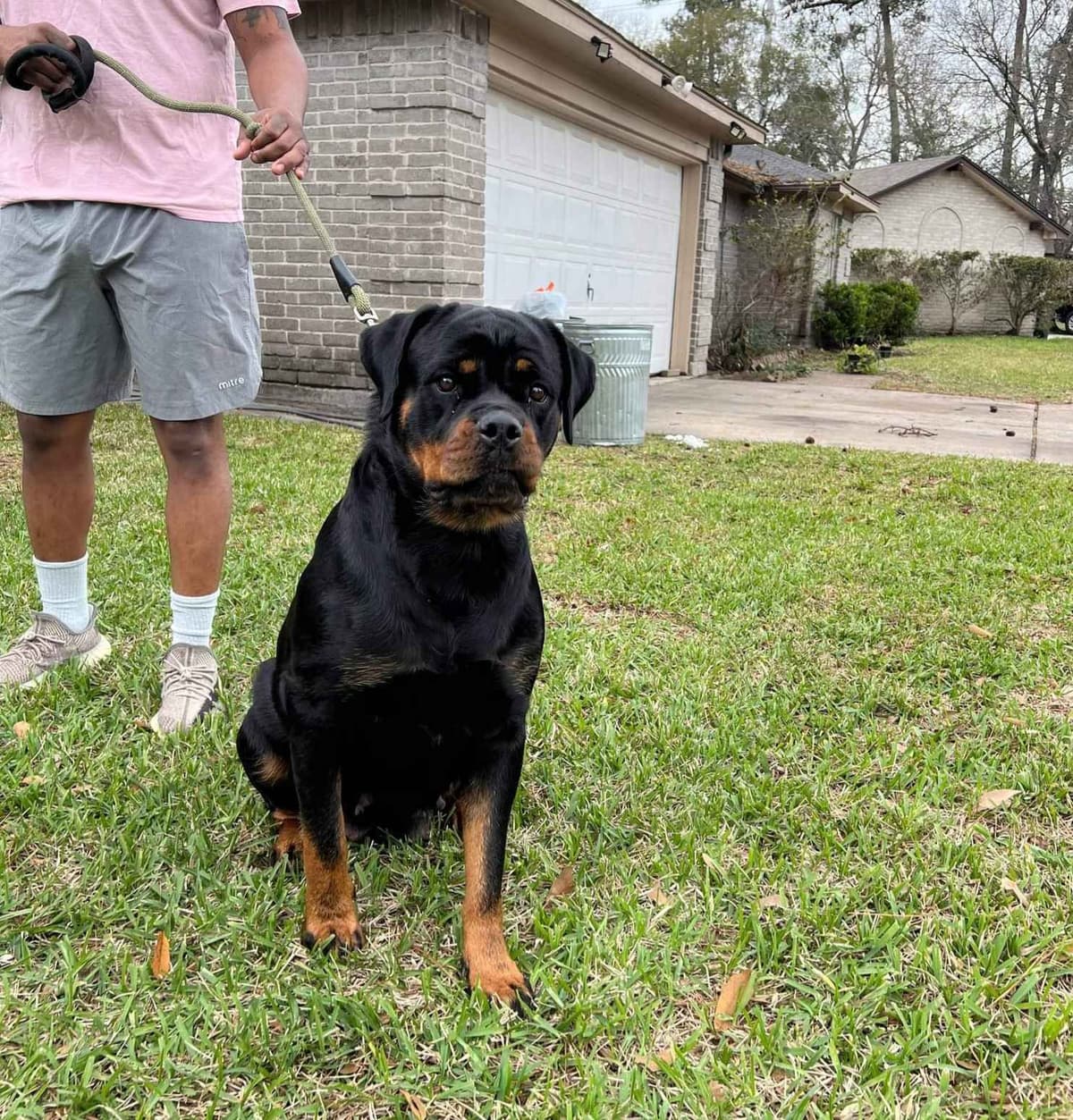Rottweiler Puppies breeder image 24