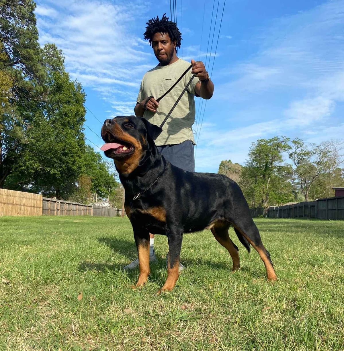 Rottweiler Puppies breeder image 23