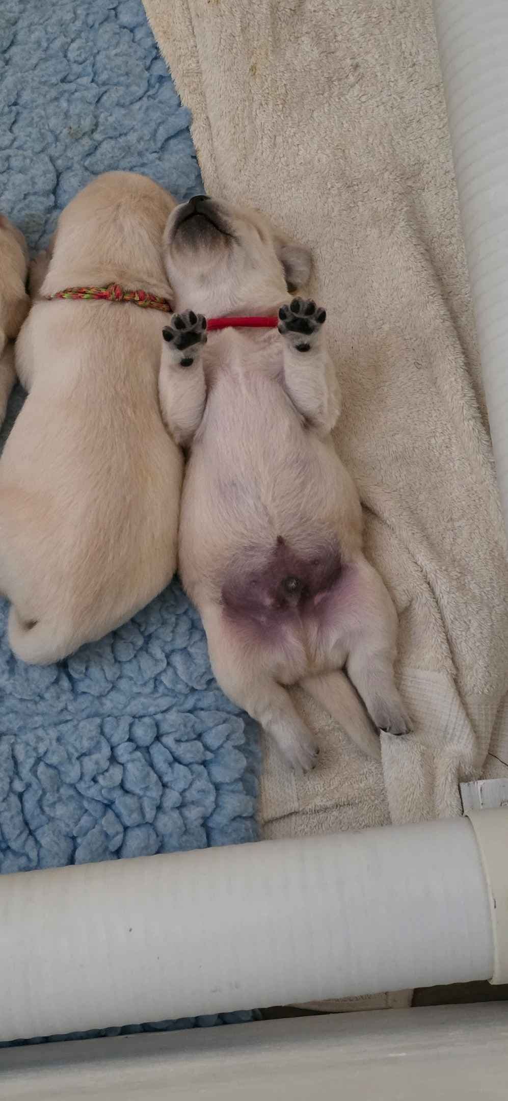 Labrador Retriever Puppies breeder image 4