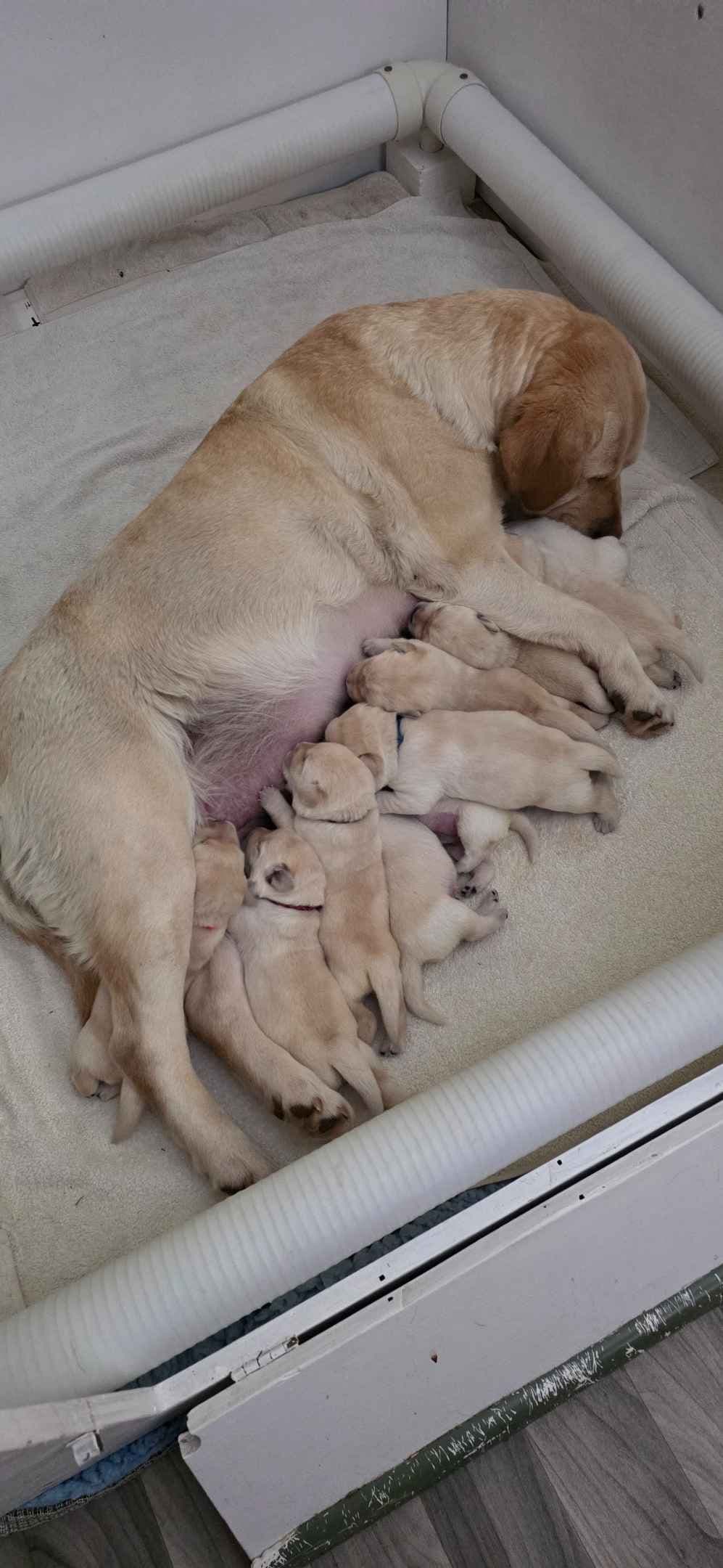 Labrador Retriever Puppies breeder image 5
