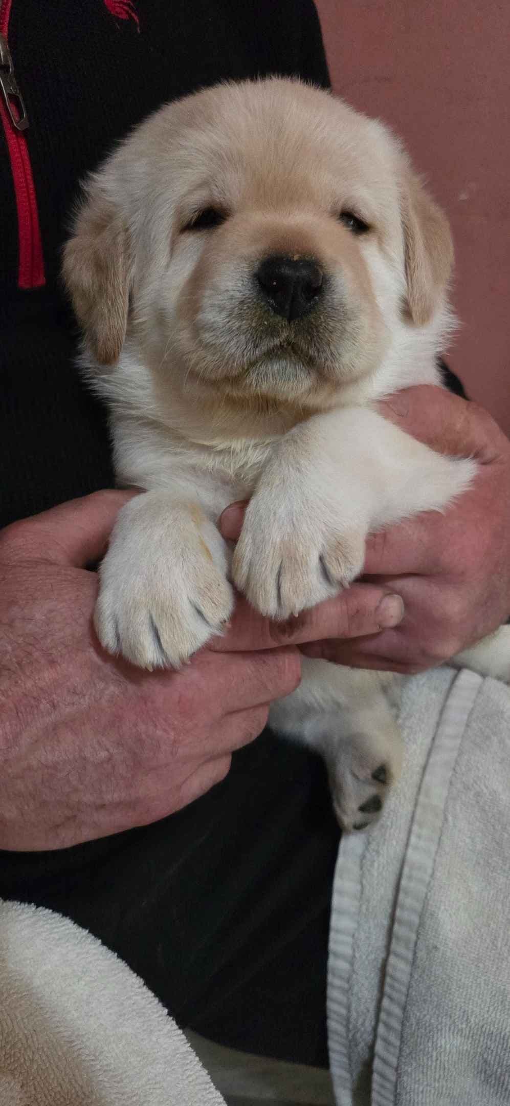 Labrador Retriever Puppies breeder image 6