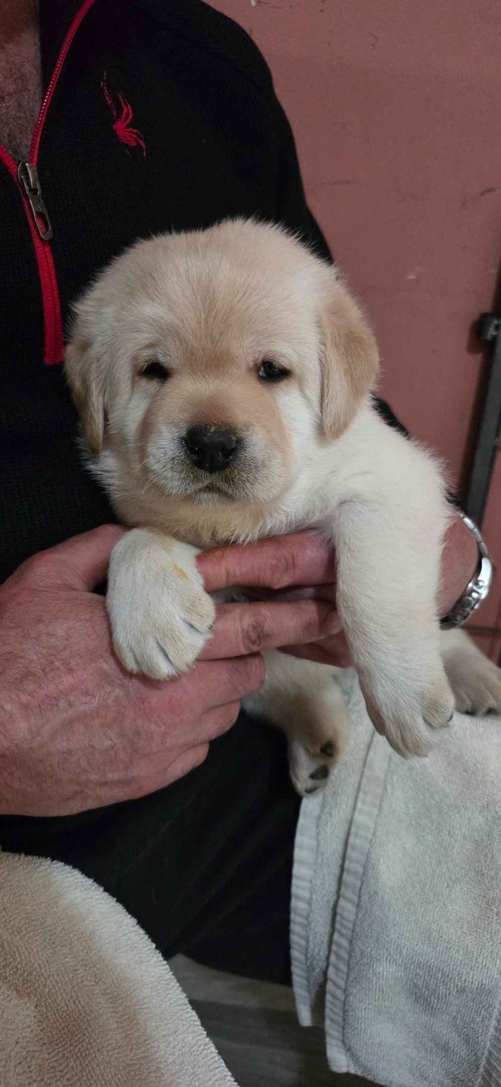 Labrador Retriever Puppies breeder image 7