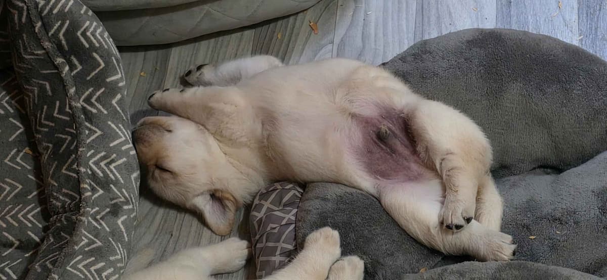 Labrador Retriever Puppies breeder image 8