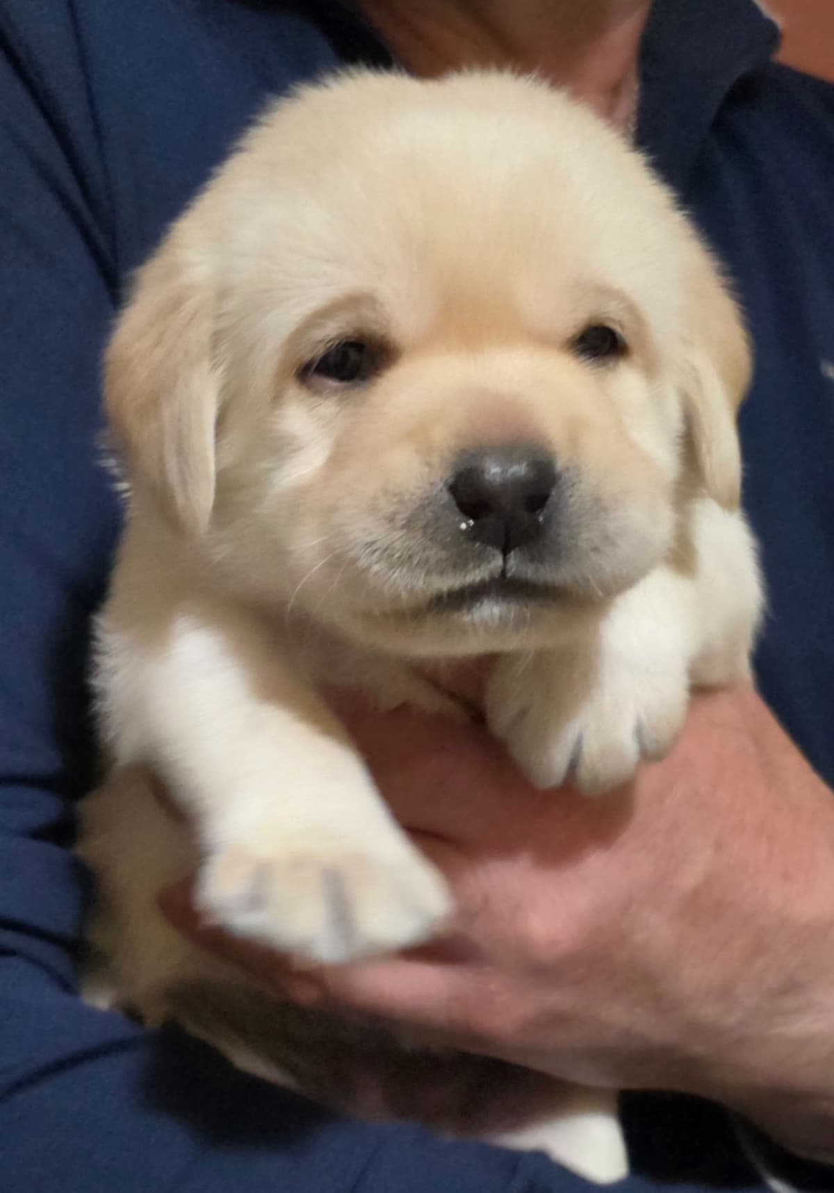 Labrador Retriever Puppies breeder image 9