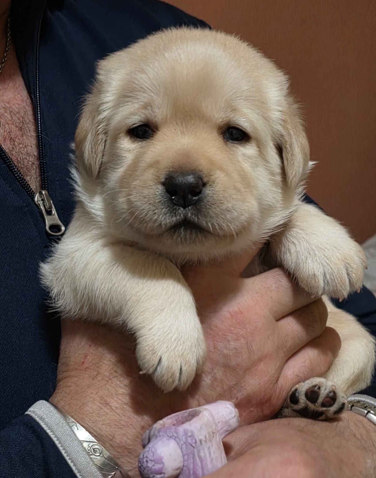 Labrador Retriever Puppies breeder image 10