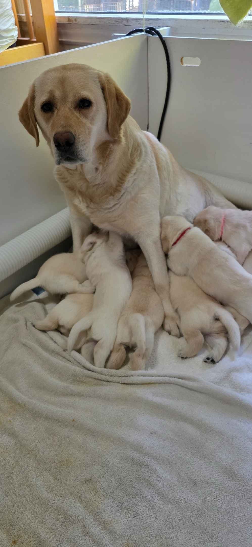 Labrador Retriever Puppies breeder image 11