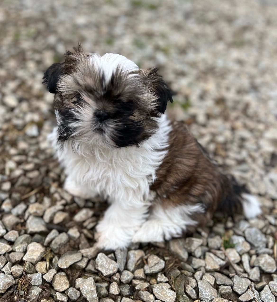 AKC Shih Tzu Puppies • 2 Boys & 2 Girls breeder image 3