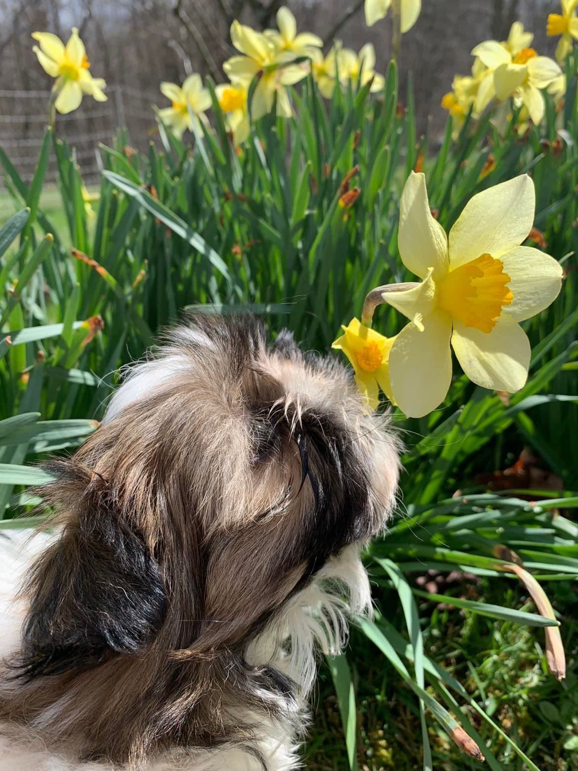 AKC Shih Tzu Puppies • 2 Boys & 2 Girls breeder image 5