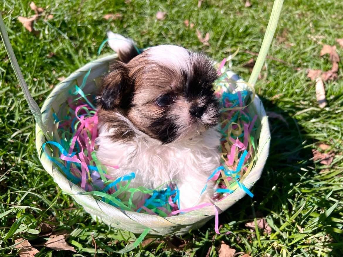 AKC Shih Tzu Puppies • 2 Boys & 2 Girls breeder image 8