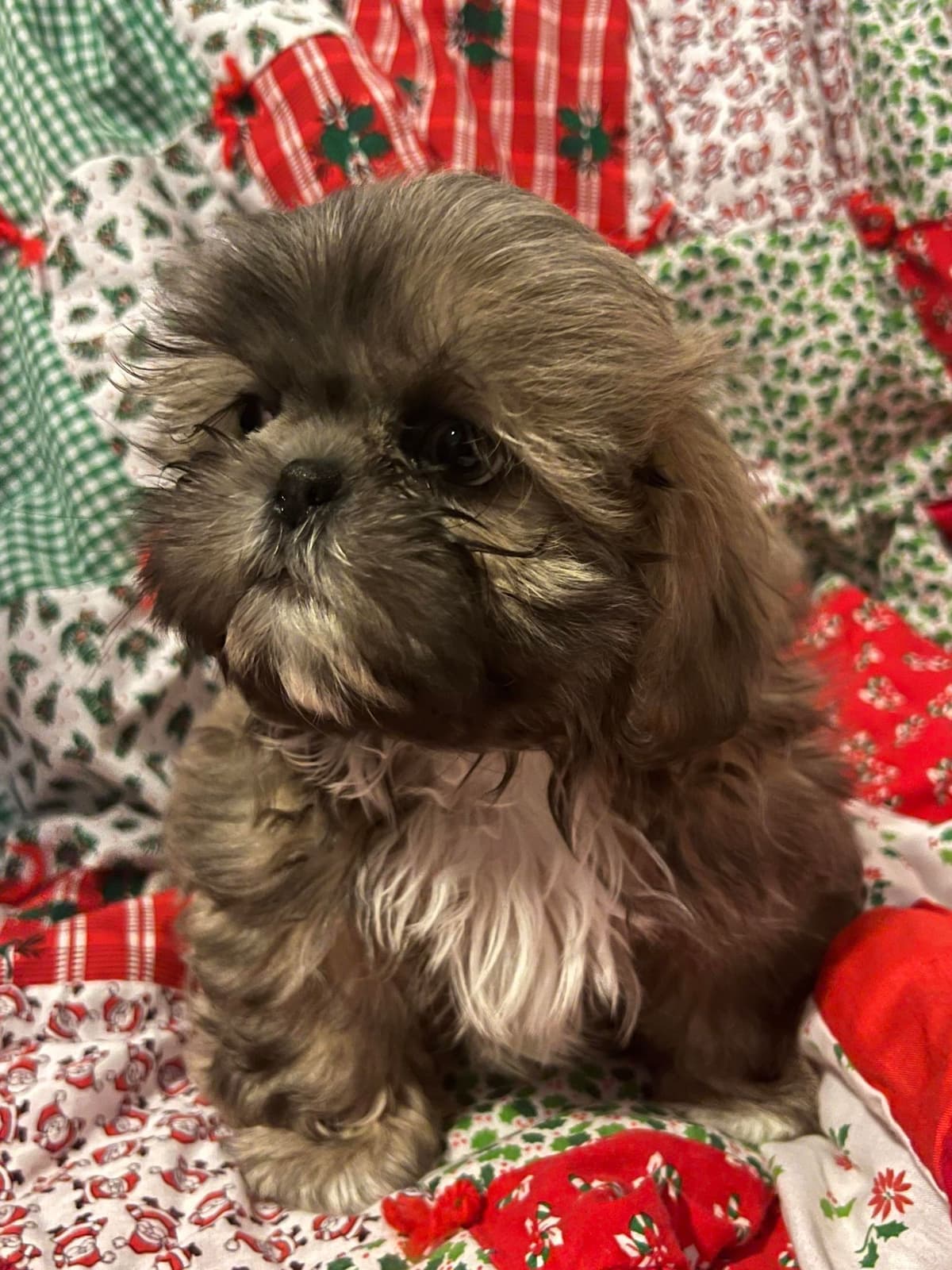 AKC Shih Tzu Puppies • 2 Boys & 2 Girls breeder image 7