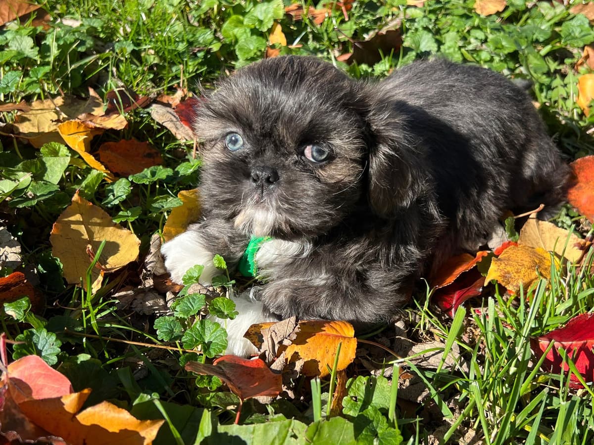 AKC Shih Tzu Puppies • 2 Boys & 2 Girls breeder image 1