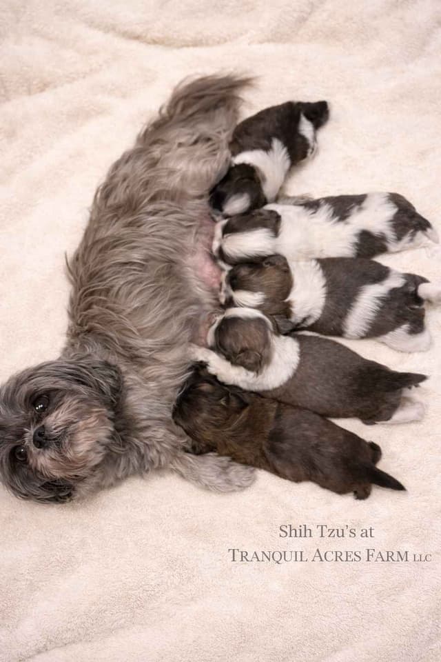 Shih Tzu Puppies media 2