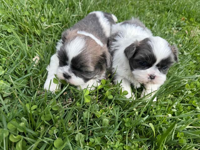 Shih Tzu Puppies media 3
