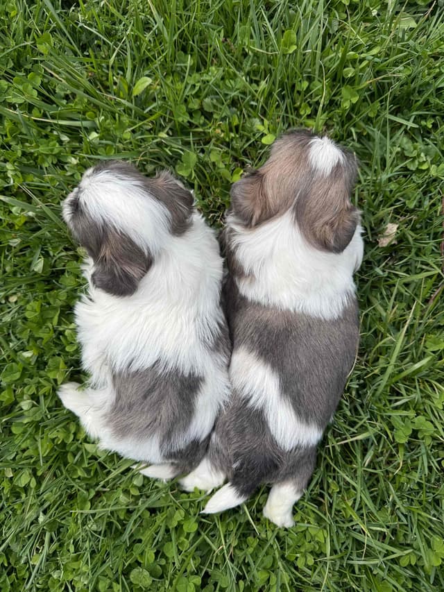 Shih Tzu Puppies media 4