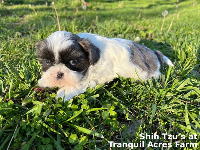Shih Tzu Puppies media 5