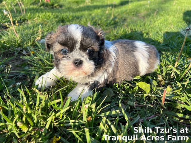 Shih Tzu Puppies media 6