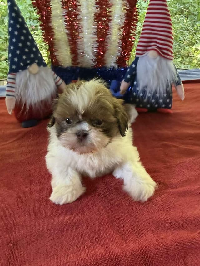 Ready for Their Forever Homes – 3 Boys & 3 Girls Available! media 3