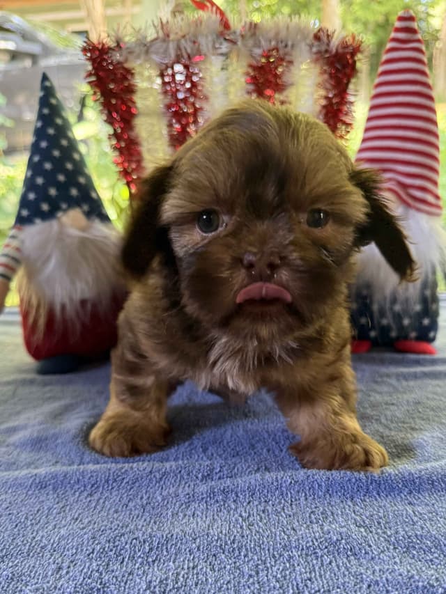 Ready for Their Forever Homes – 3 Boys & 3 Girls Available! media 6