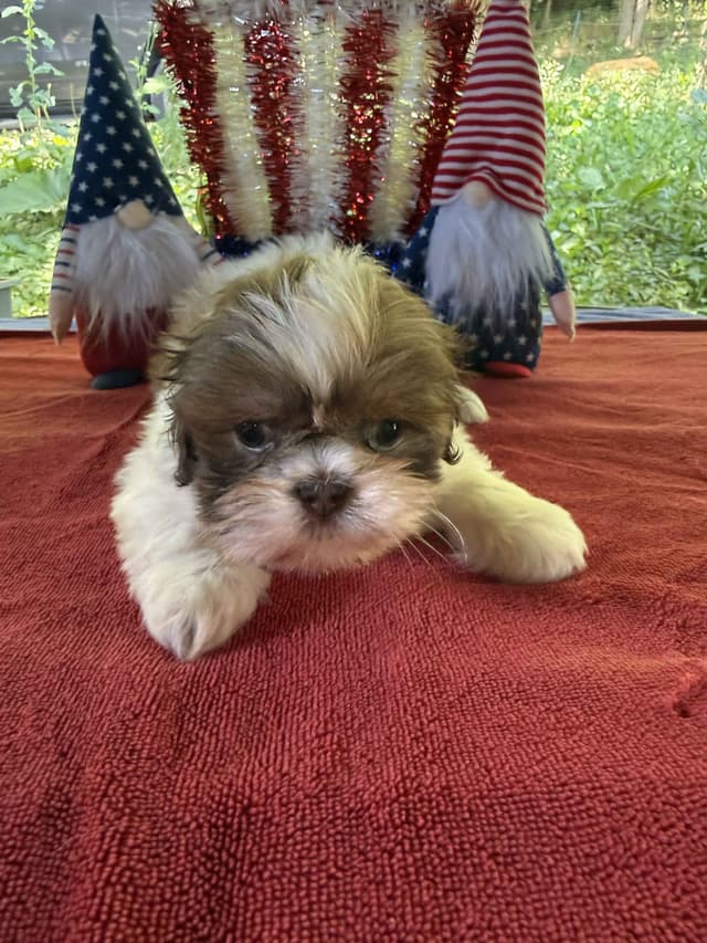 Ready for Their Forever Homes – 3 Boys & 3 Girls Available! media 7