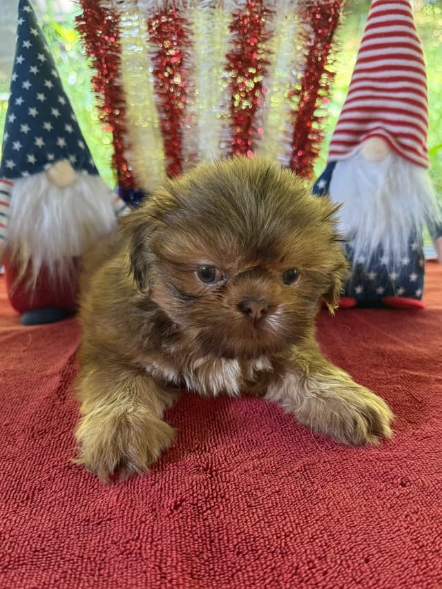 Ready for Their Forever Homes – 3 Boys & 3 Girls Available! media 8