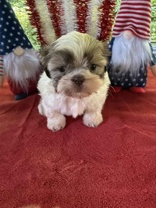 AKC Shih Tzu Puppies • 2 Boys & 2 Girls media 2