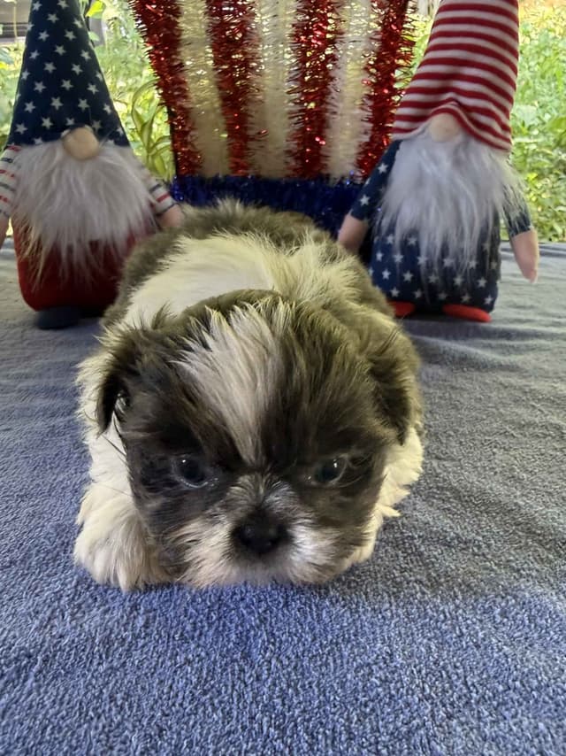 AKC Shih Tzu Puppies • 2 Boys & 2 Girls media 3
