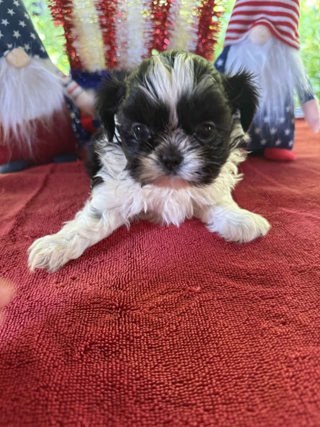 AKC Shih Tzu Puppies • 2 Boys & 2 Girls media 4