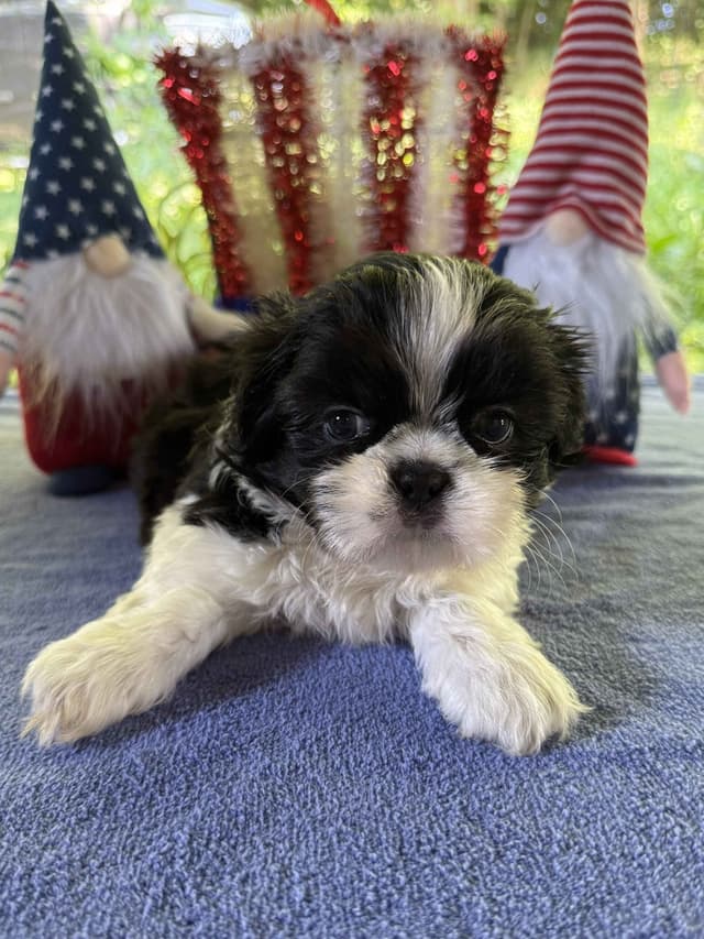 AKC Shih Tzu Puppies • 2 Boys & 2 Girls media 5