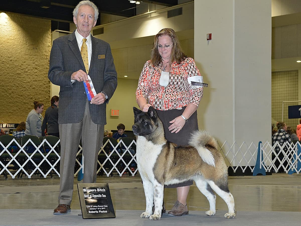 Australian Cattle Dog Puppies breeder image 7